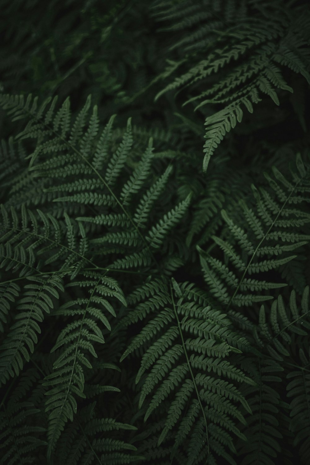 green fern plant in close up photography