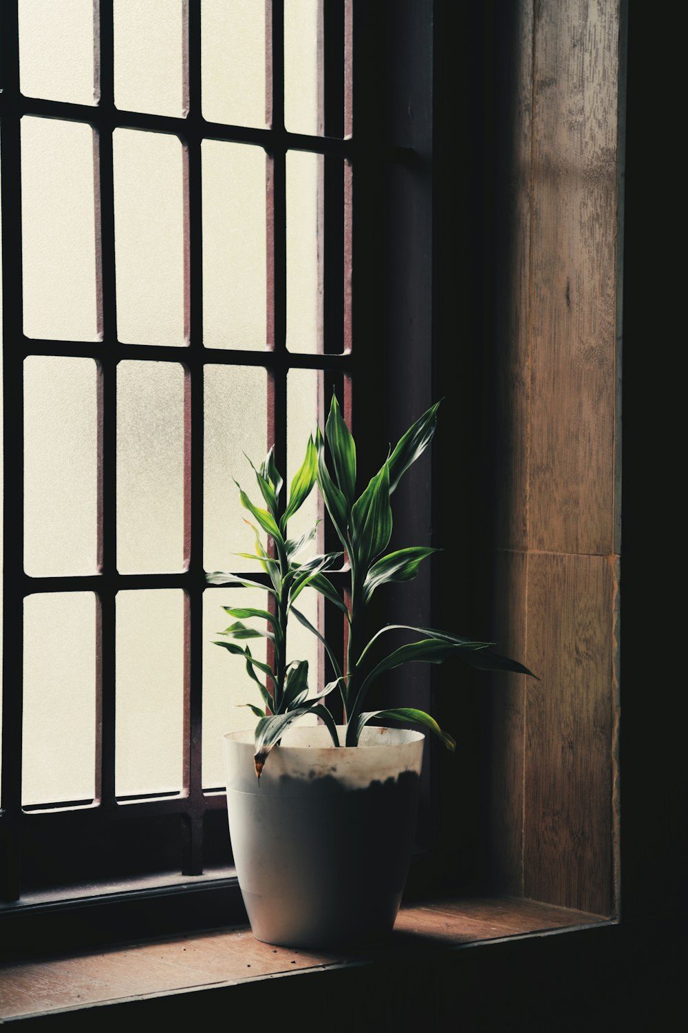 green plant on white ceramic pot