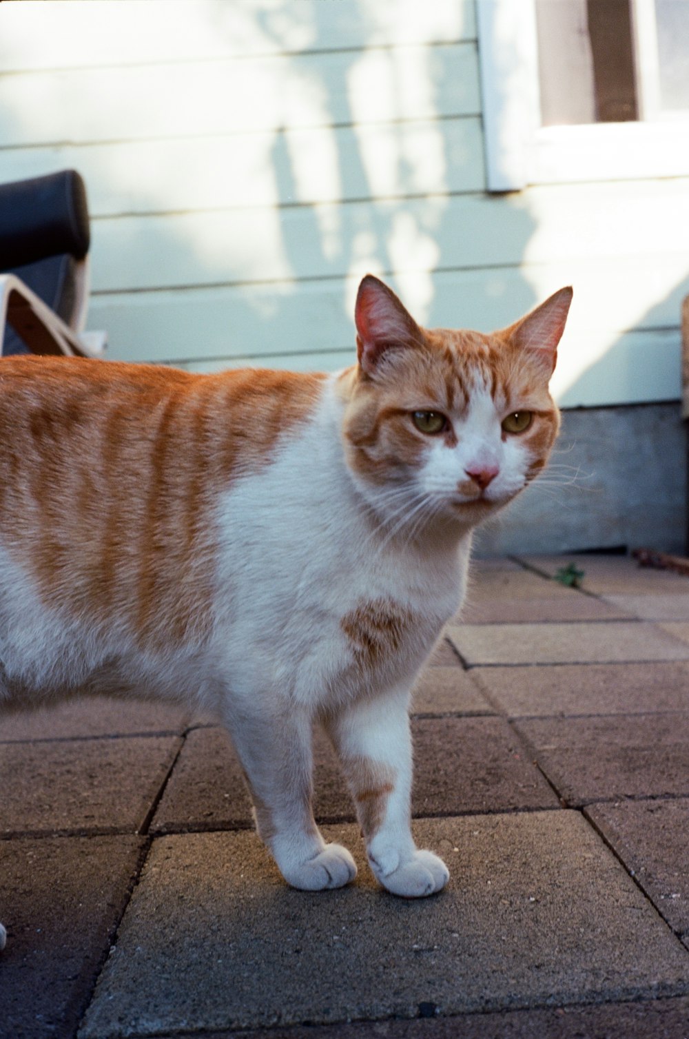 gato atigrado naranja y blanco sobre piso de concreto gris