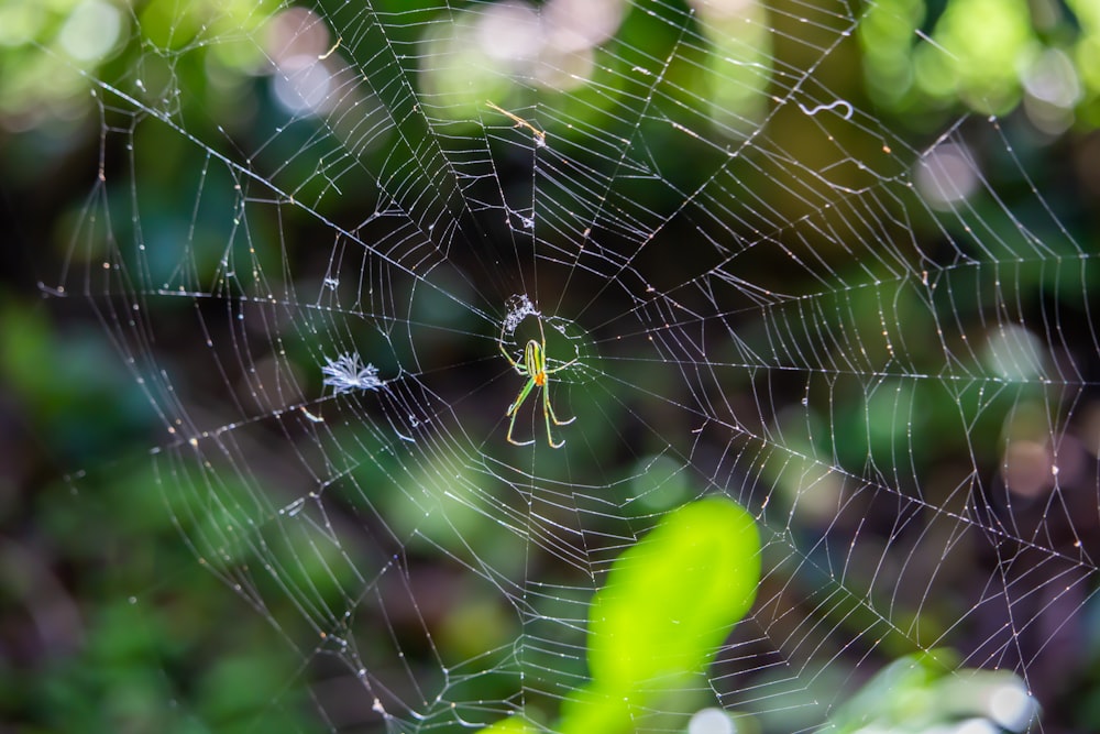 日中のクローズアップ写真で蜘蛛の巣に茶色のクモ