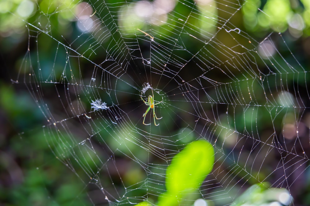 araignée brune sur toile d’araignée en gros plan photographie pendant la journée