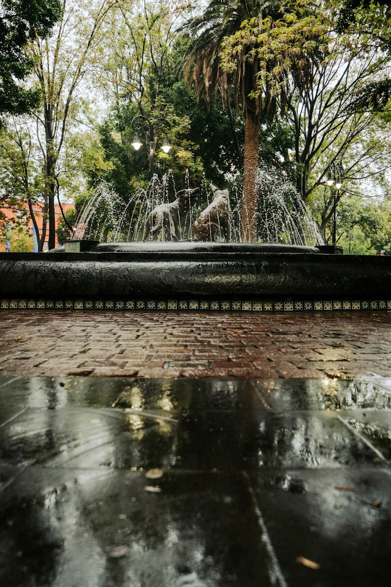 A fountain in a leafy plaza in Coyoacán, the neighbourhood around Frida Kahlo's Casa Azul