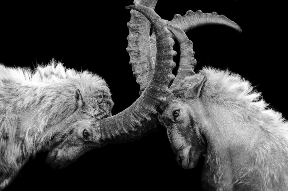 grayscale photo of ram head