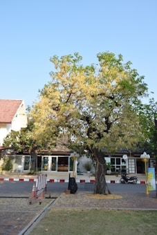 A large tree with a thick trunk and lush green foliage occupies a central position, surrounded by a small paved area. The tree is in front of a building with a red-tiled roof and glass doors, reflecting a clear blue sky. The scene includes a street with traffic cones, a barrier, and a parked motorcycle.