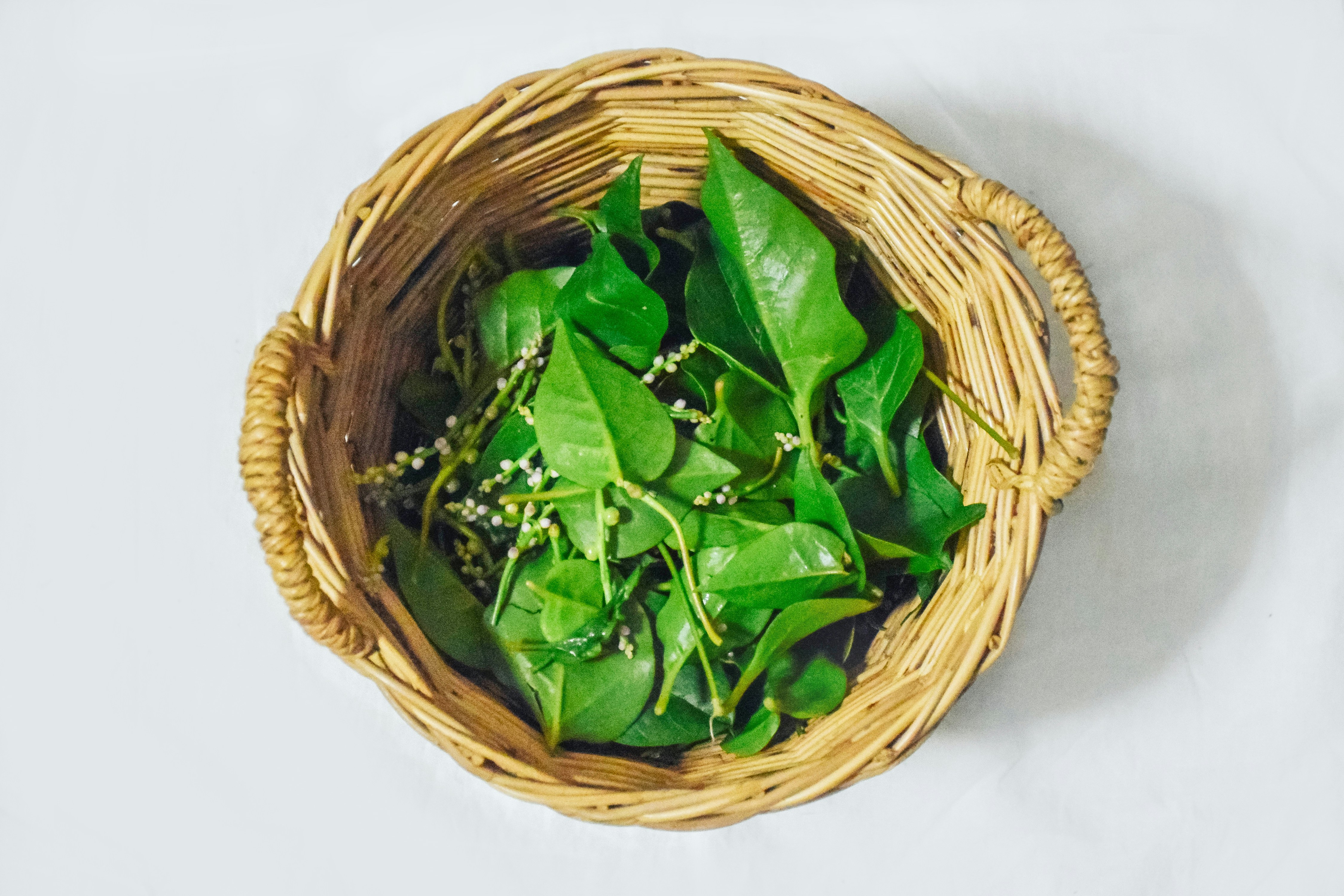 Basella Rubra in vegetable garden, Malabar Spinach, Ceylon Spinach, Indian Spinach, Malabar Nightshade, Vine Spinach (Basellaceae)