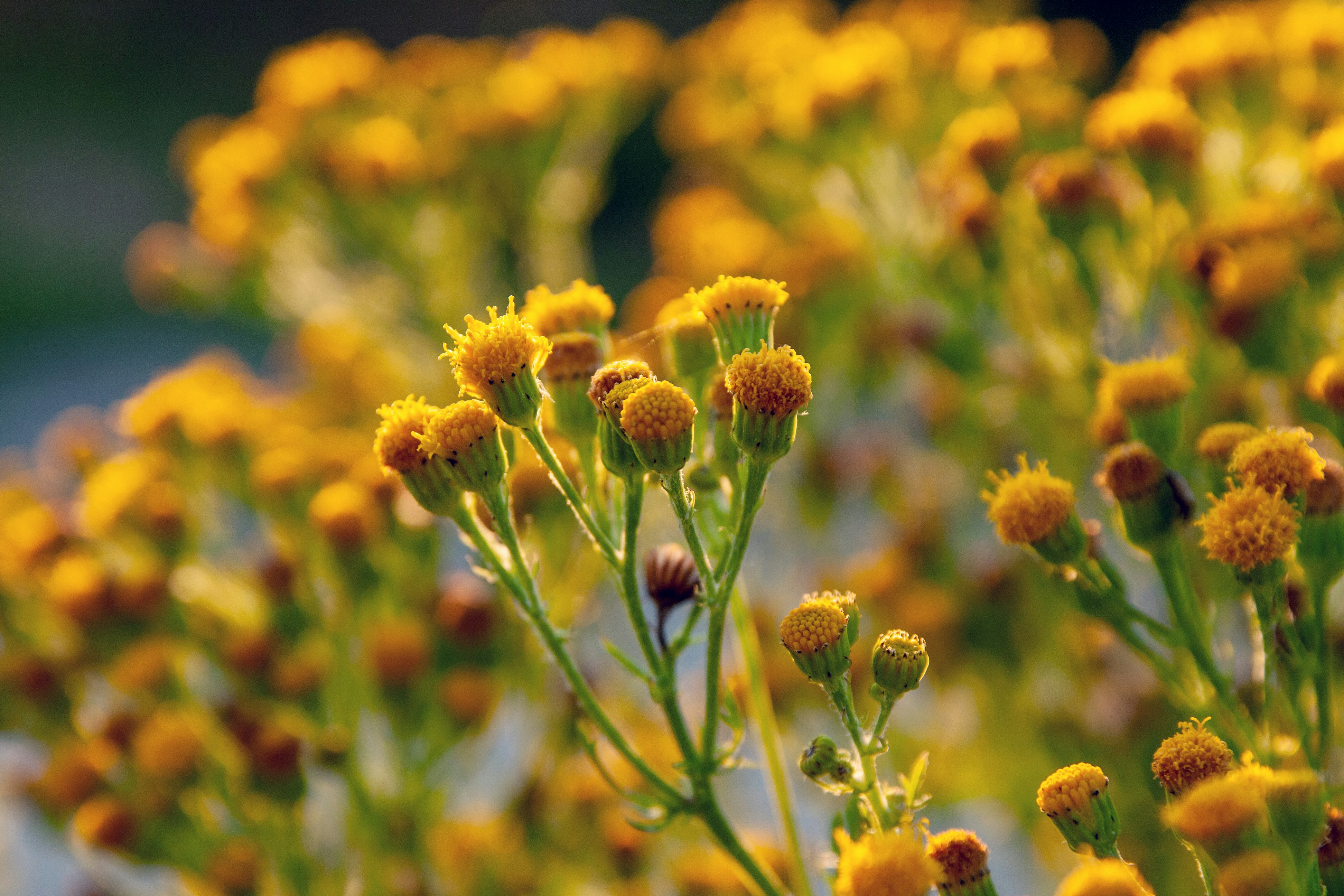 Photo by daveboerland