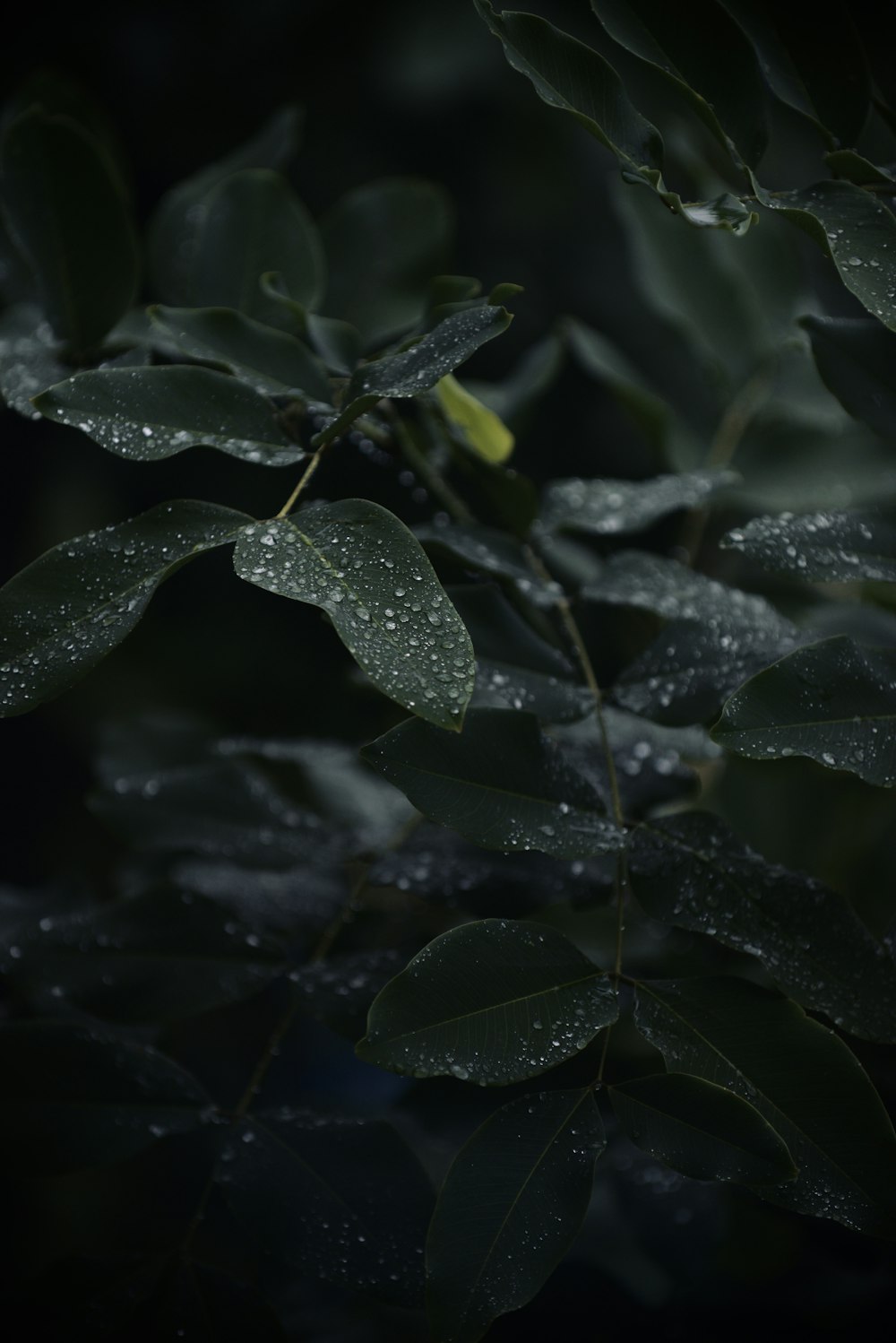 green leaves with water droplets