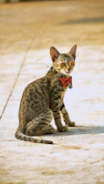 A playful cat with a bright orange collar and bow tie, perched on a colorful cushion.