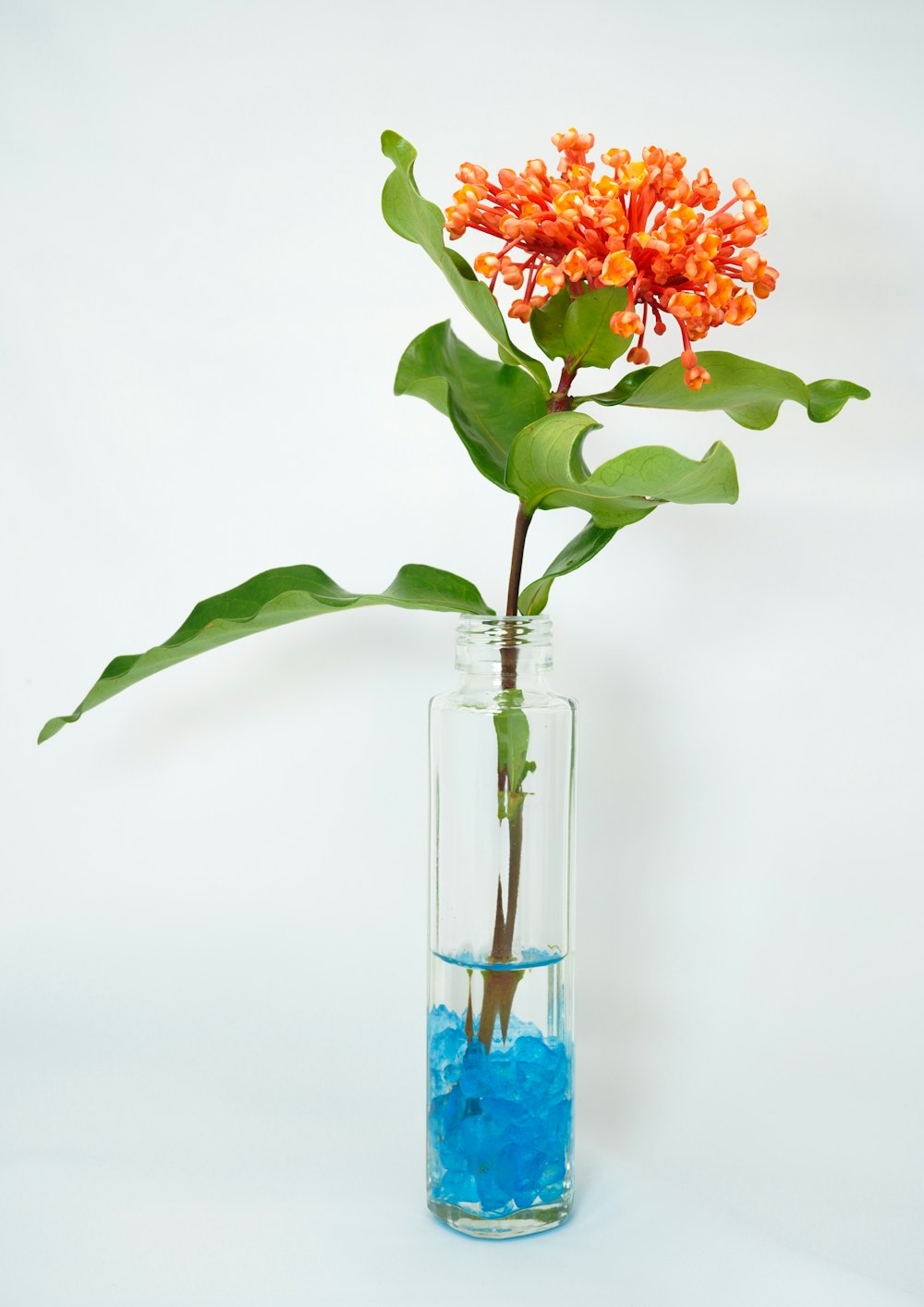 orange flowers in blue glass vase