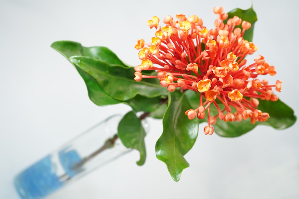 yellow and red flower in blue glass vase