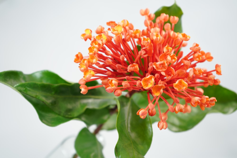 orange and yellow flower in close up photography