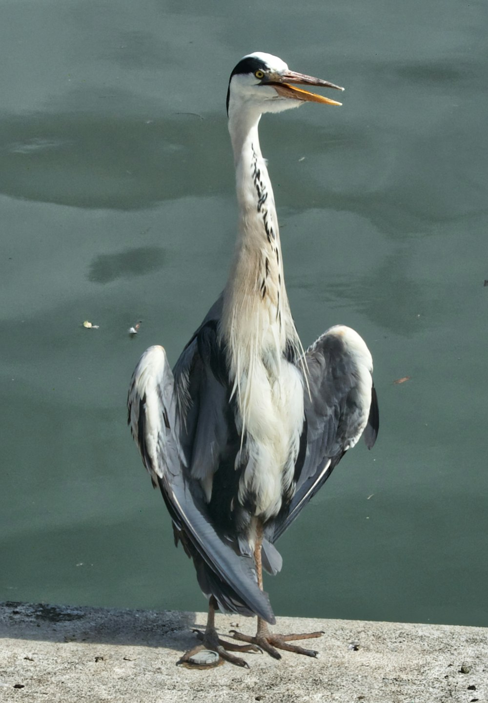 white and black bird on water during daytime