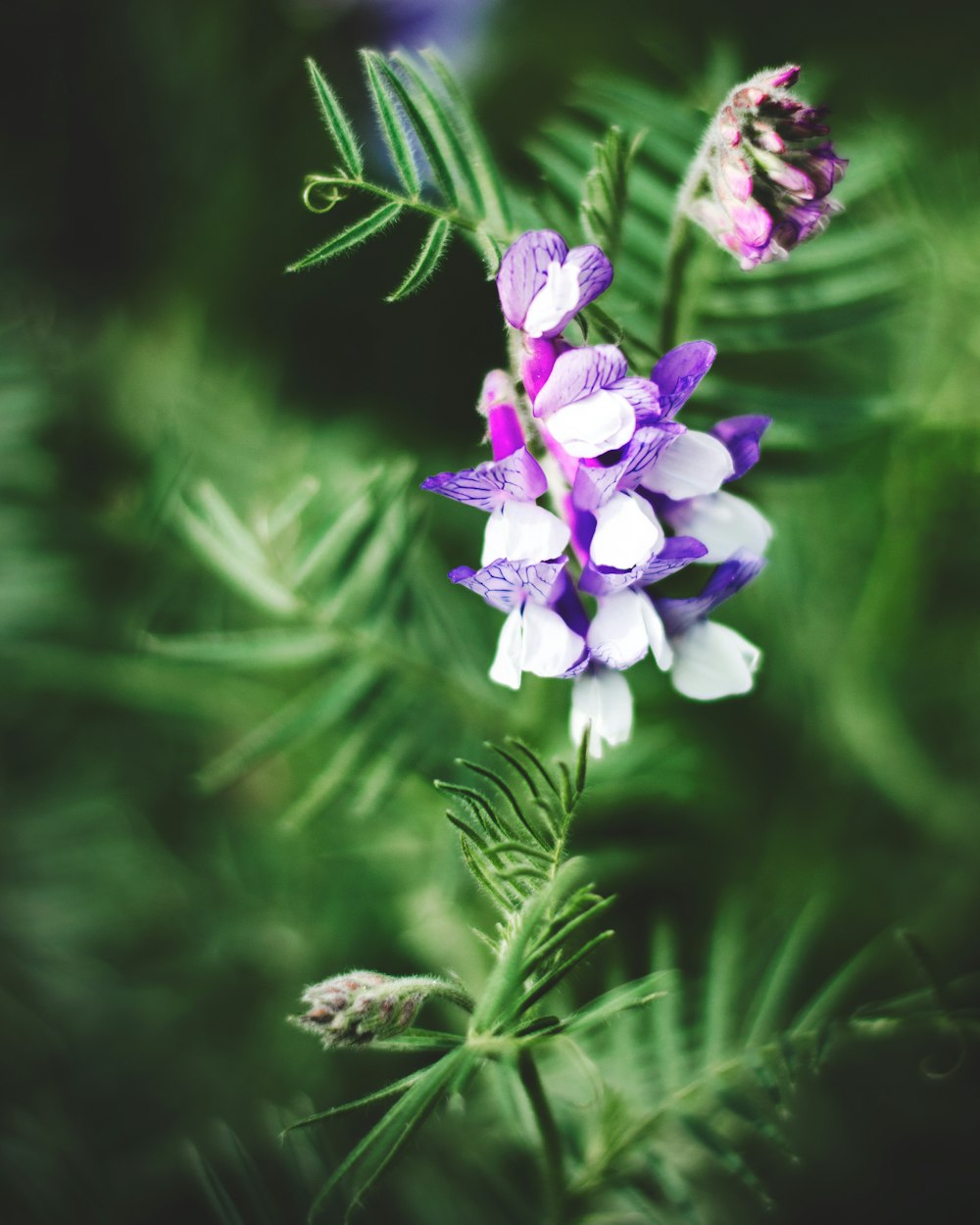 purple flower in tilt shift lens