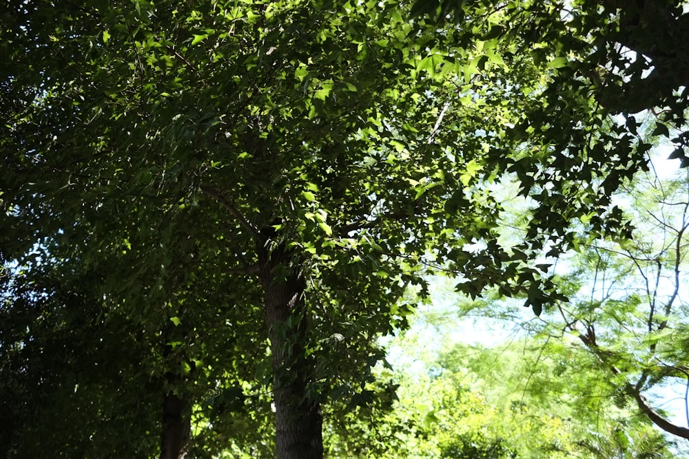 green tree with green leaves