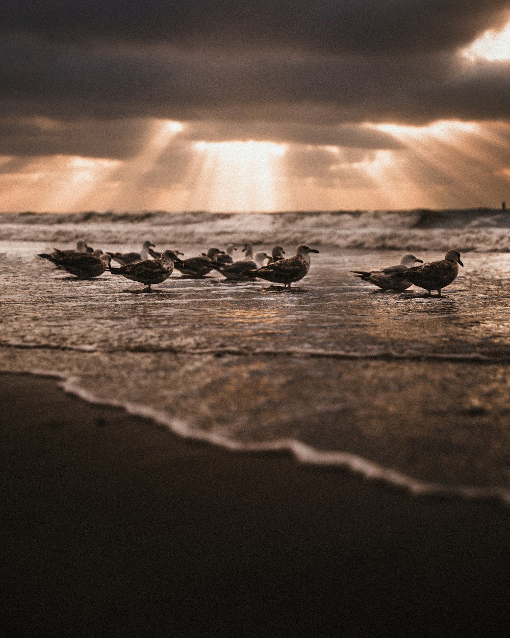 black stones on the beach during sunset