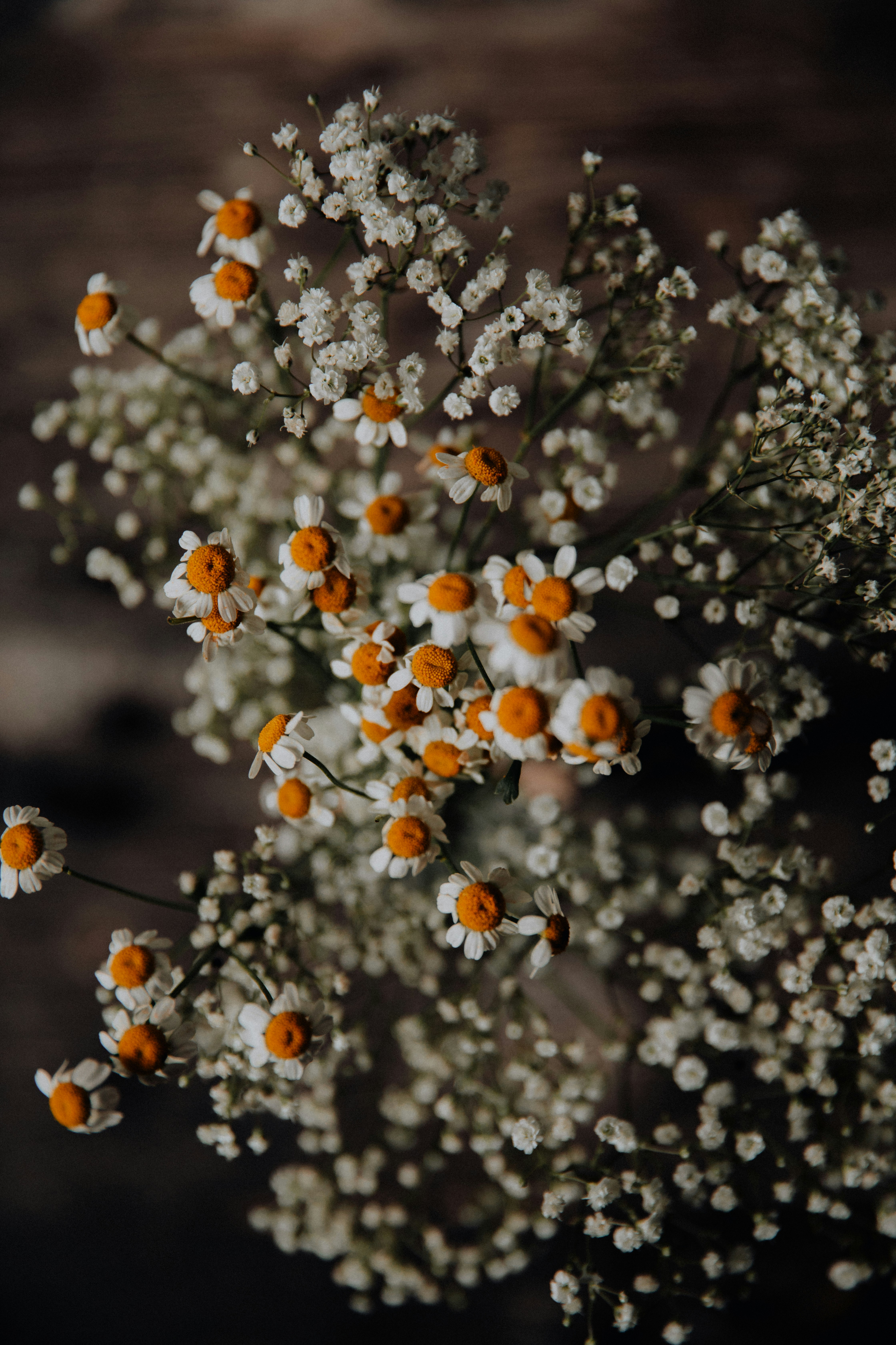 white and orange flowers in tilt shift lens