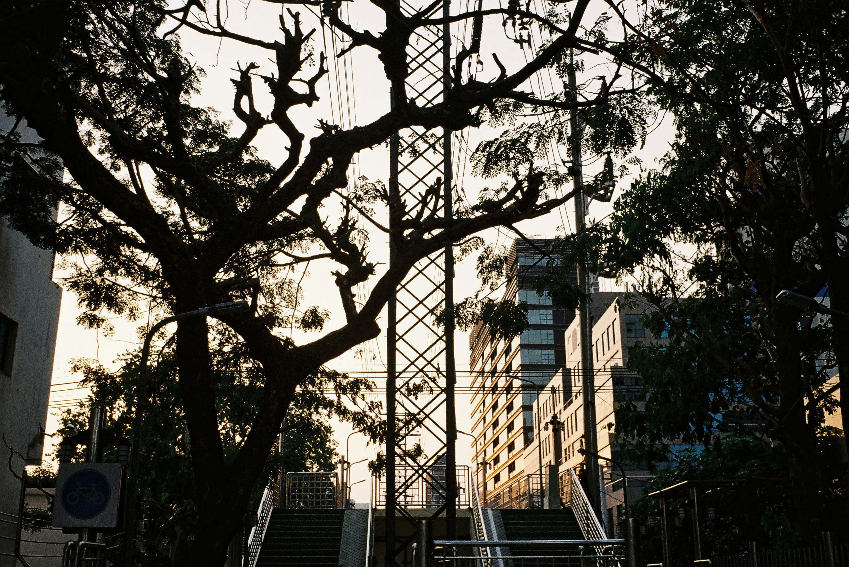 bare tree near high rise building during daytime