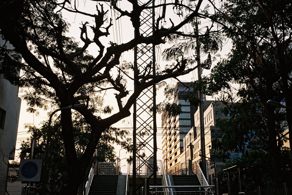 bare tree near high rise building during daytime