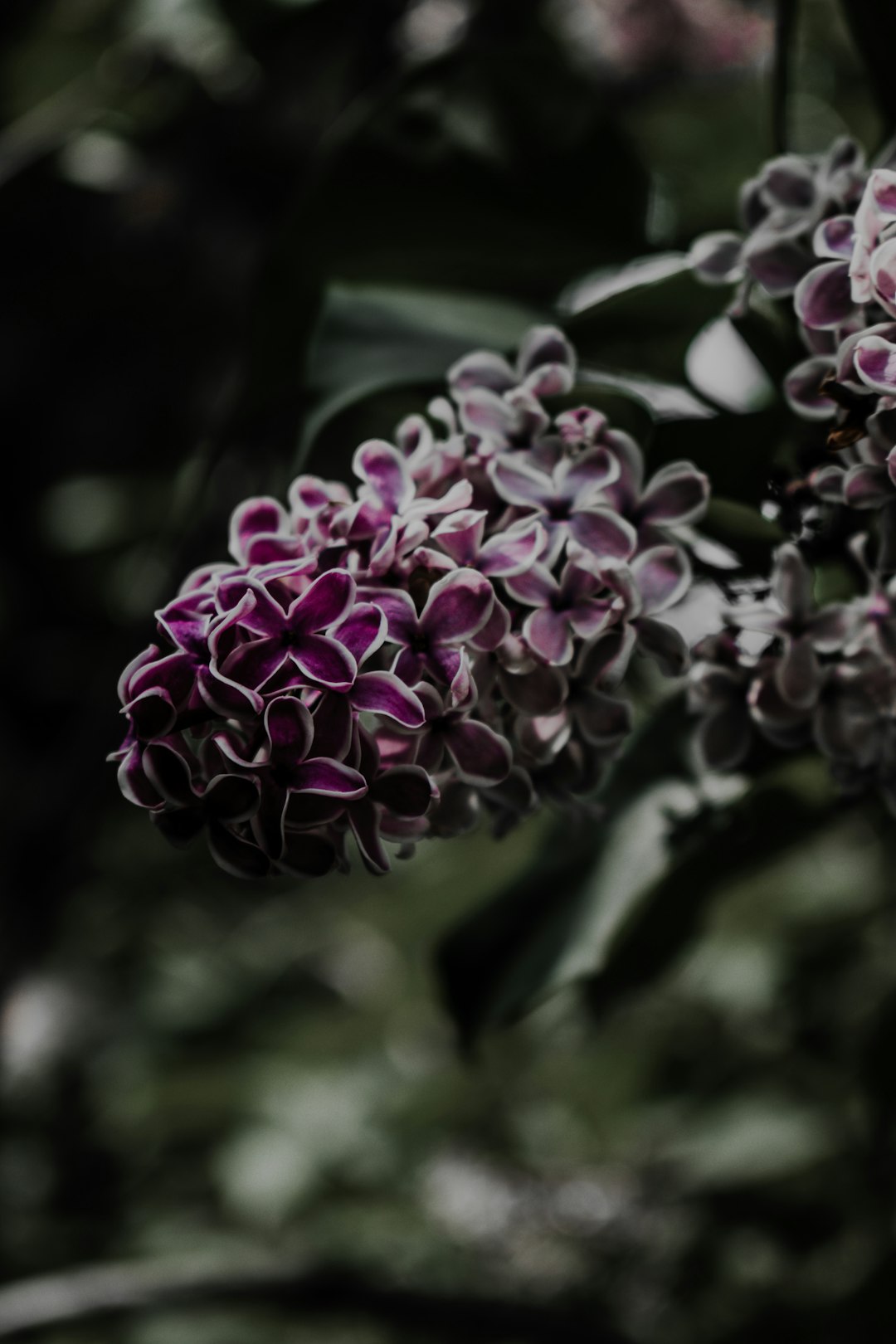 purple flowers in tilt shift lens