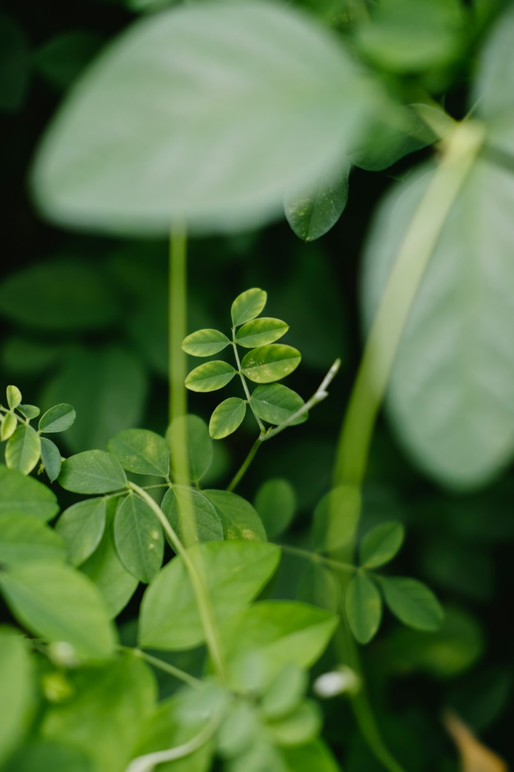 Hoja verde en la fotografía de primer plano