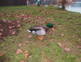 A duck with a green head, brown chest, and white-tipped wings is walking on a grassy area covered with scattered dry leaves. The background includes a river, some trees, and a few structures including a fenced area and what appears to be a small house or shed.
