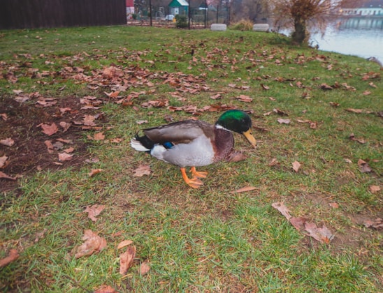 A duck with a green head, brown chest, and white-tipped wings is walking on a grassy area covered with scattered dry leaves. The background includes a river, some trees, and a few structures including a fenced area and what appears to be a small house or shed.