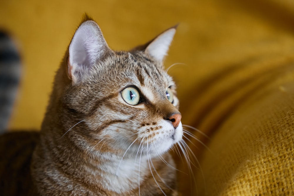 brown tabby cat in close up photography