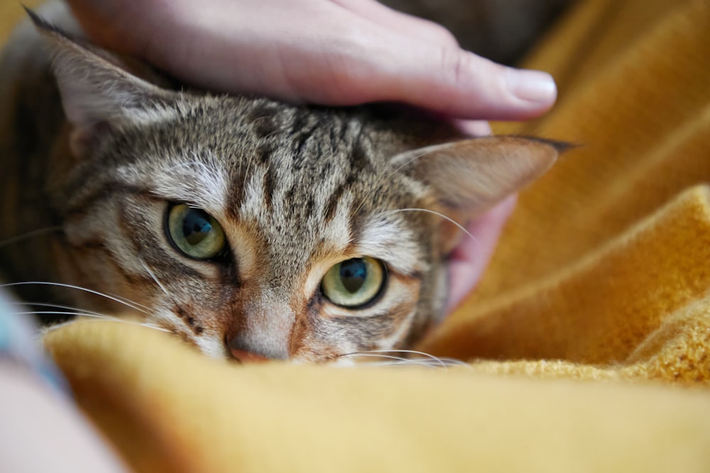 노란색 직물에 실버 얼룩 고양이