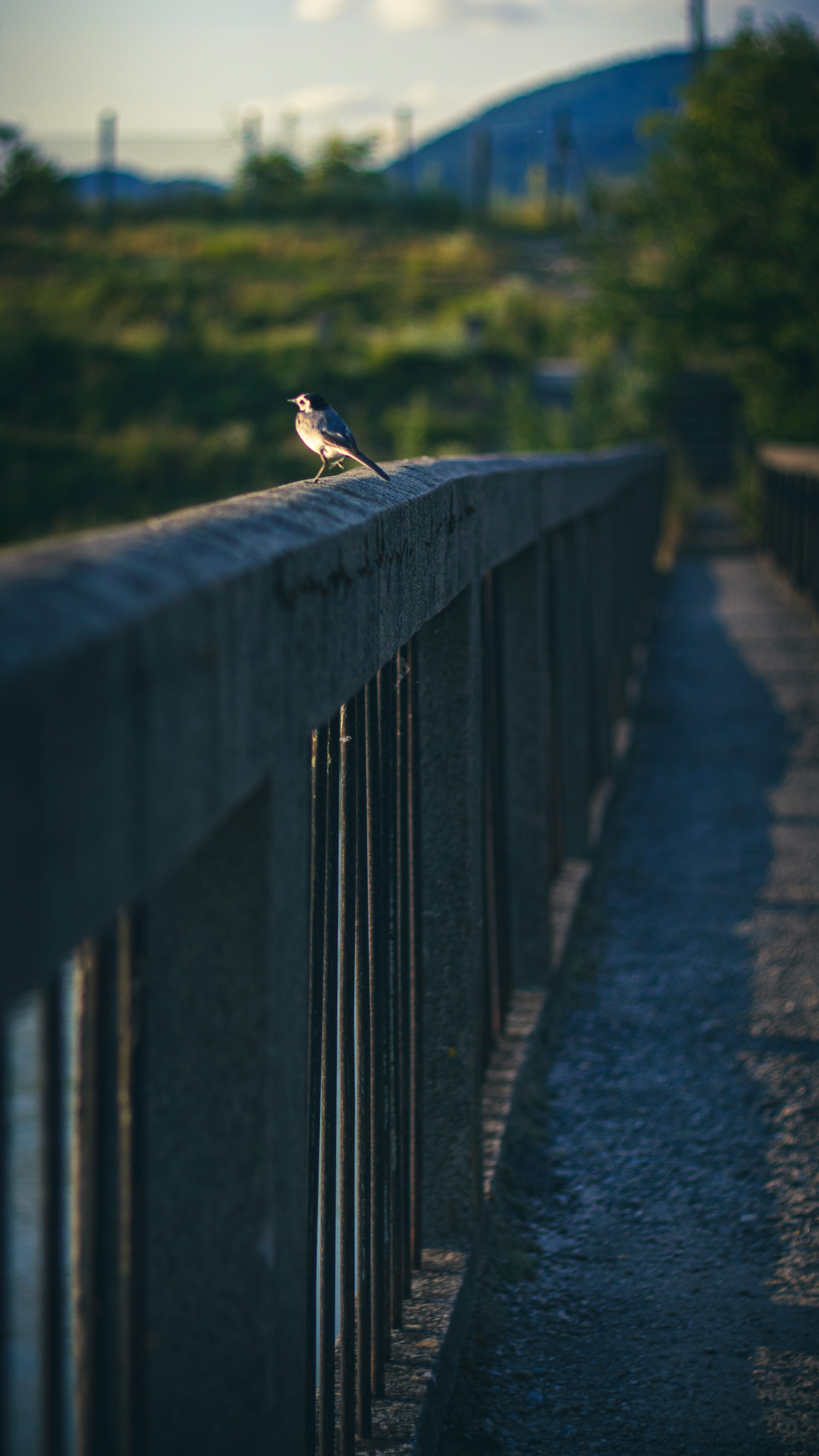 white and black bird on black metal fence during daytime