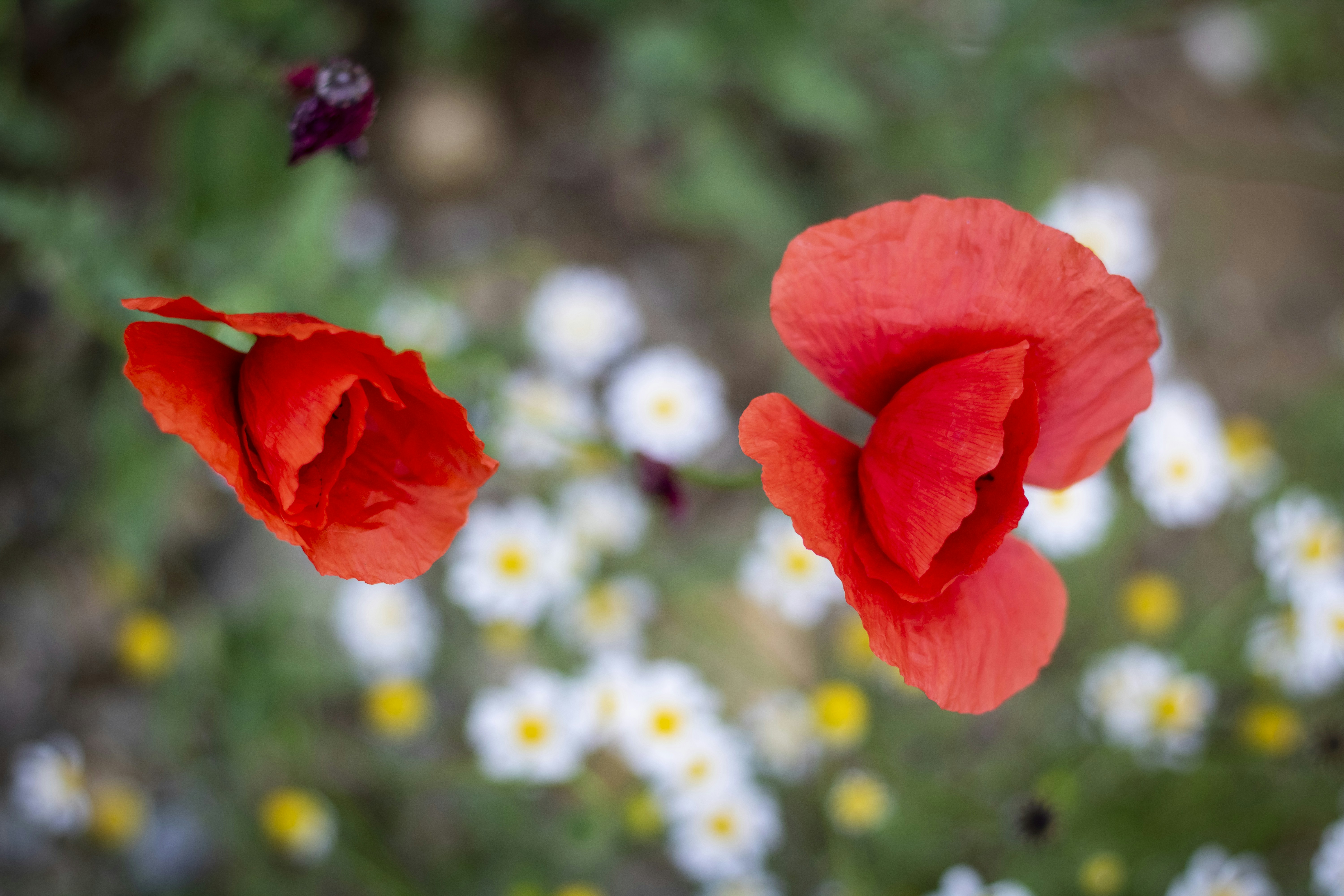 Photo by ovidiugruescu