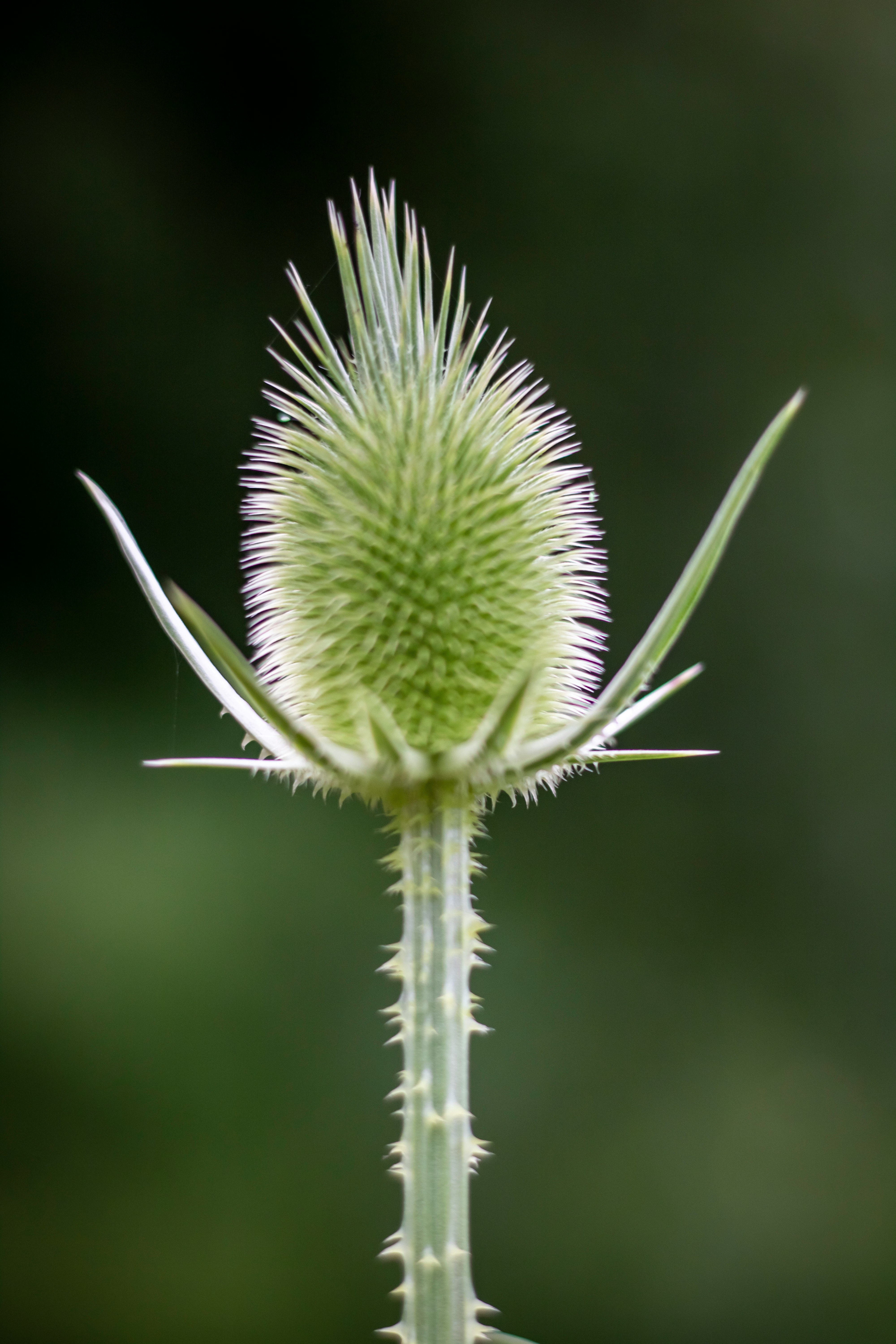 green and white flower bud