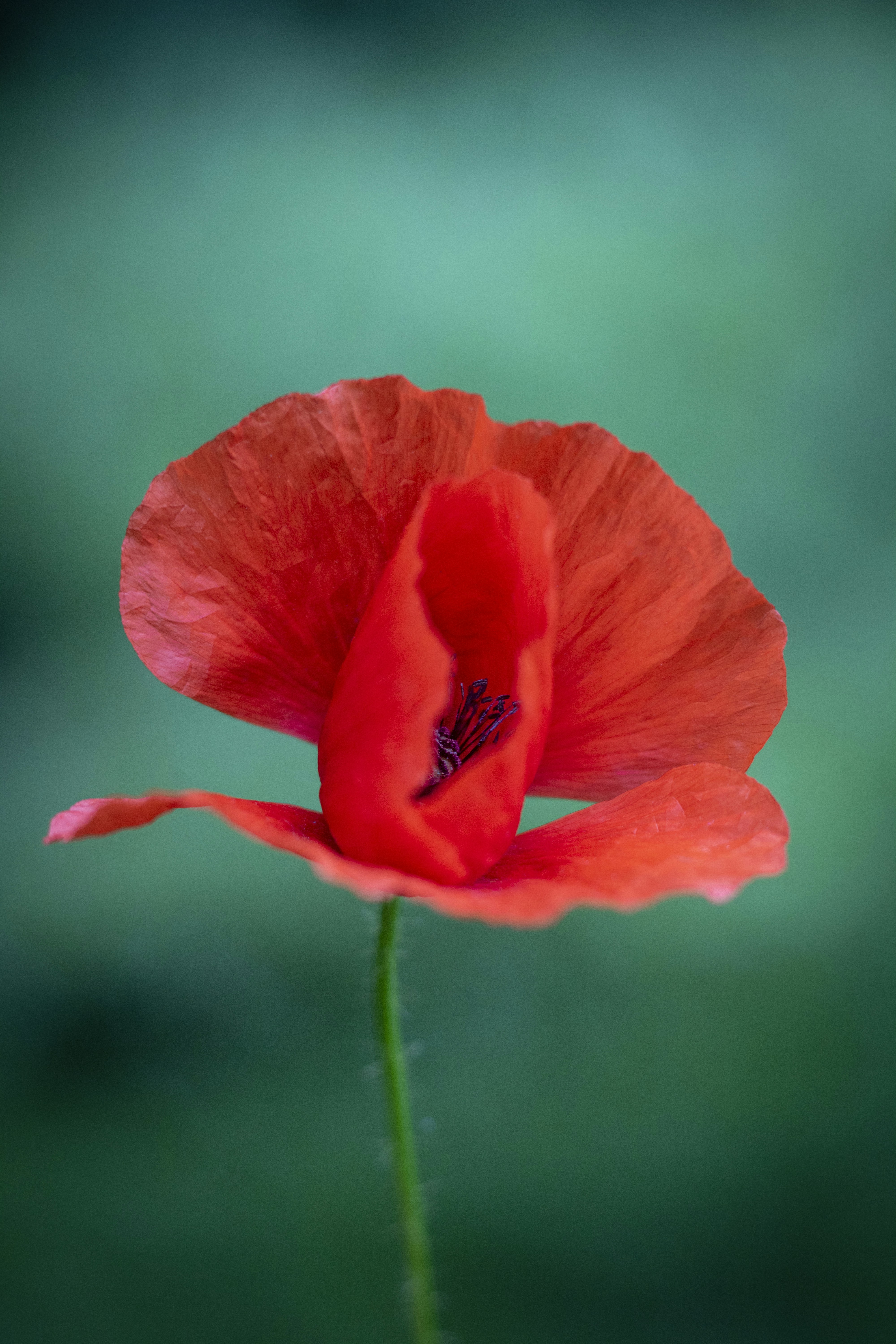 Photo by ovidiugruescu