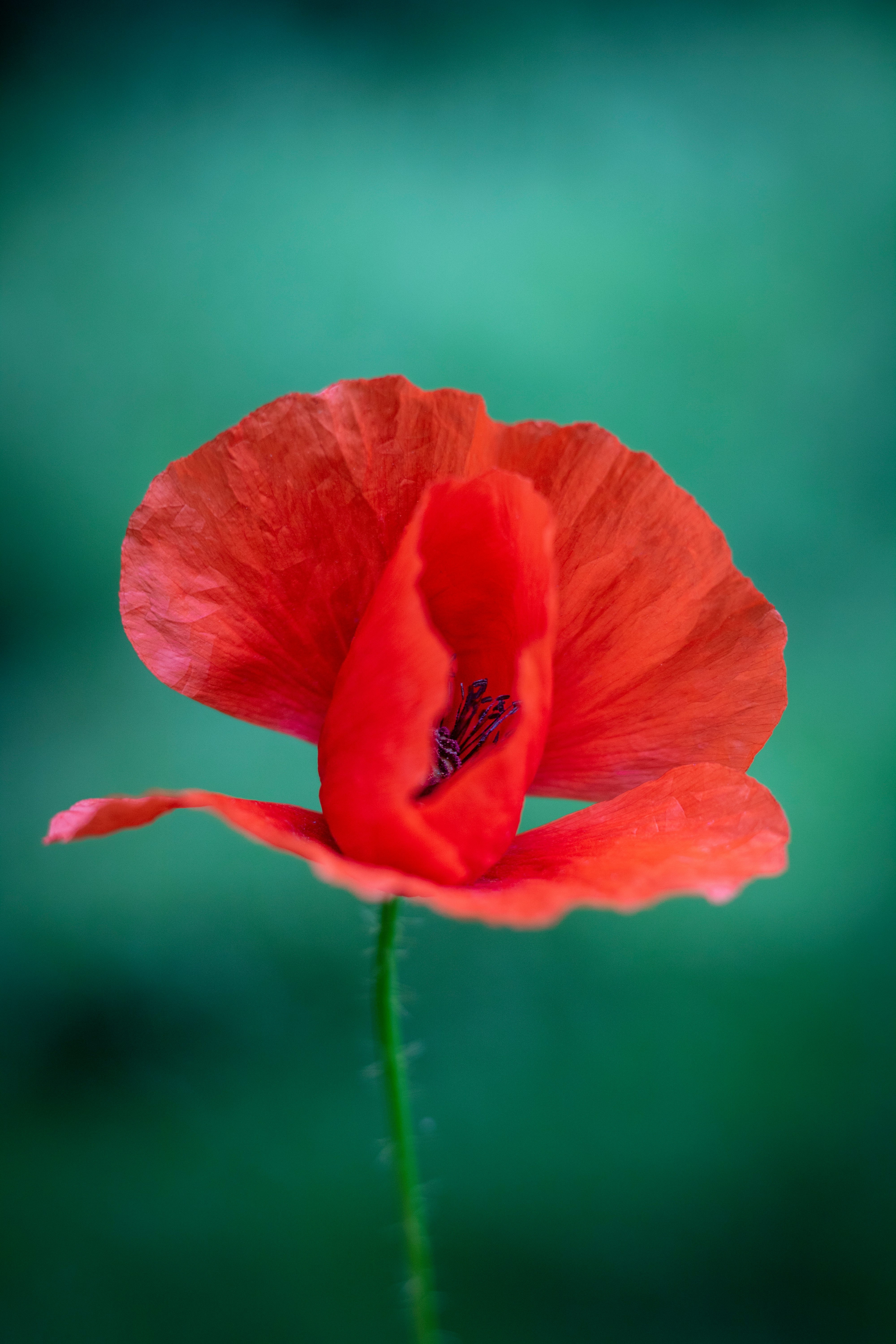 red flower in tilt shift lens