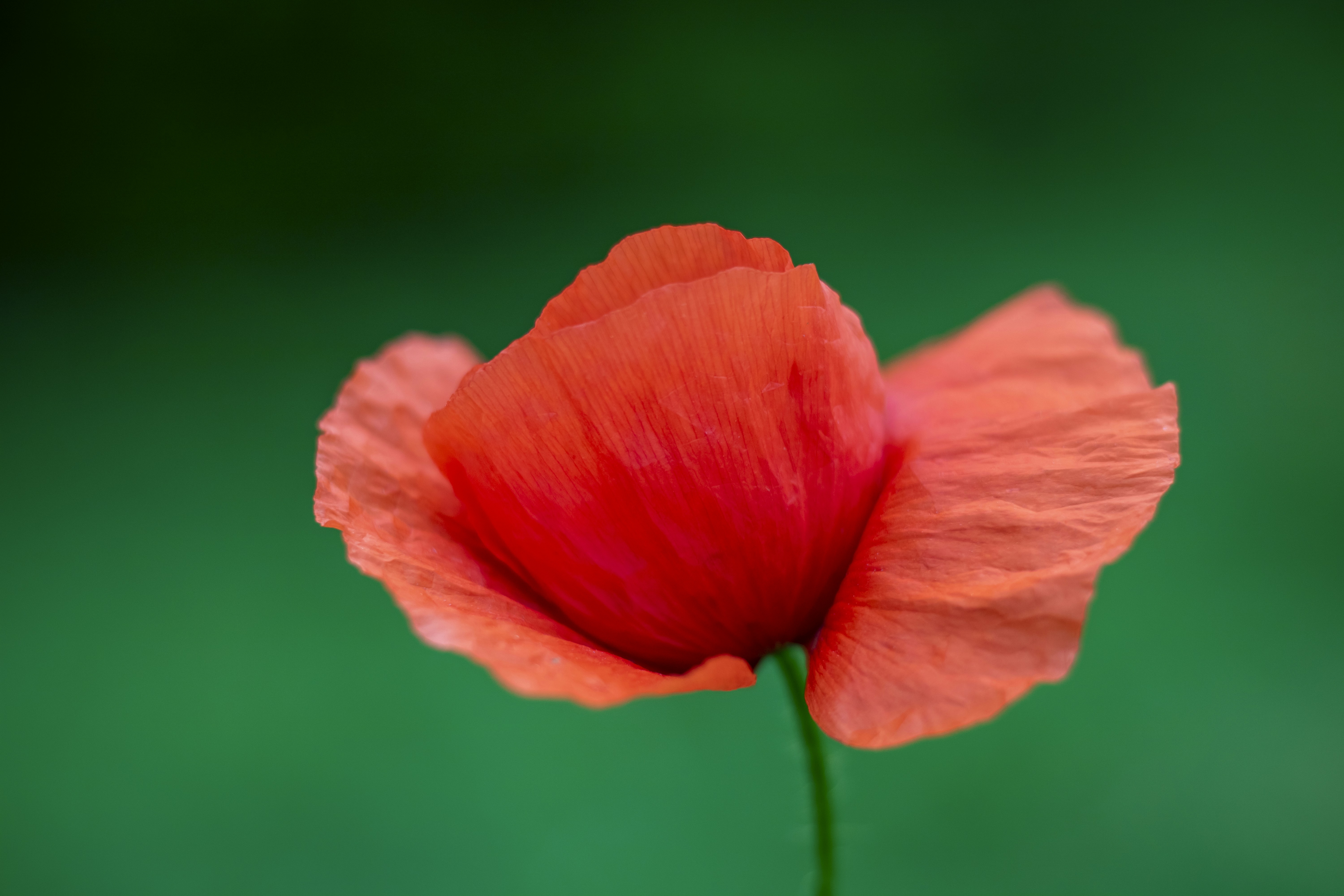 Photo by ovidiugruescu