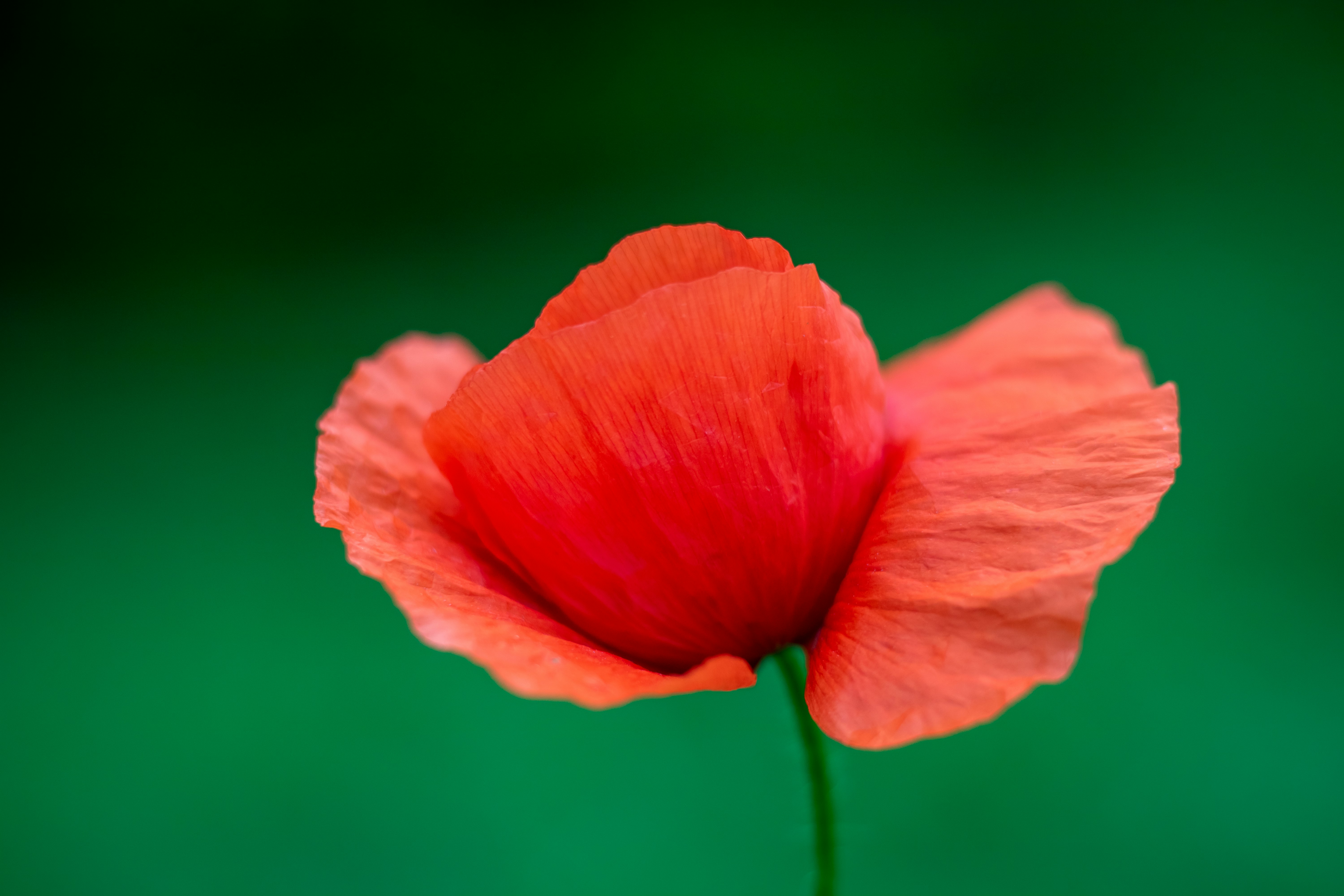 orange flower in tilt shift lens