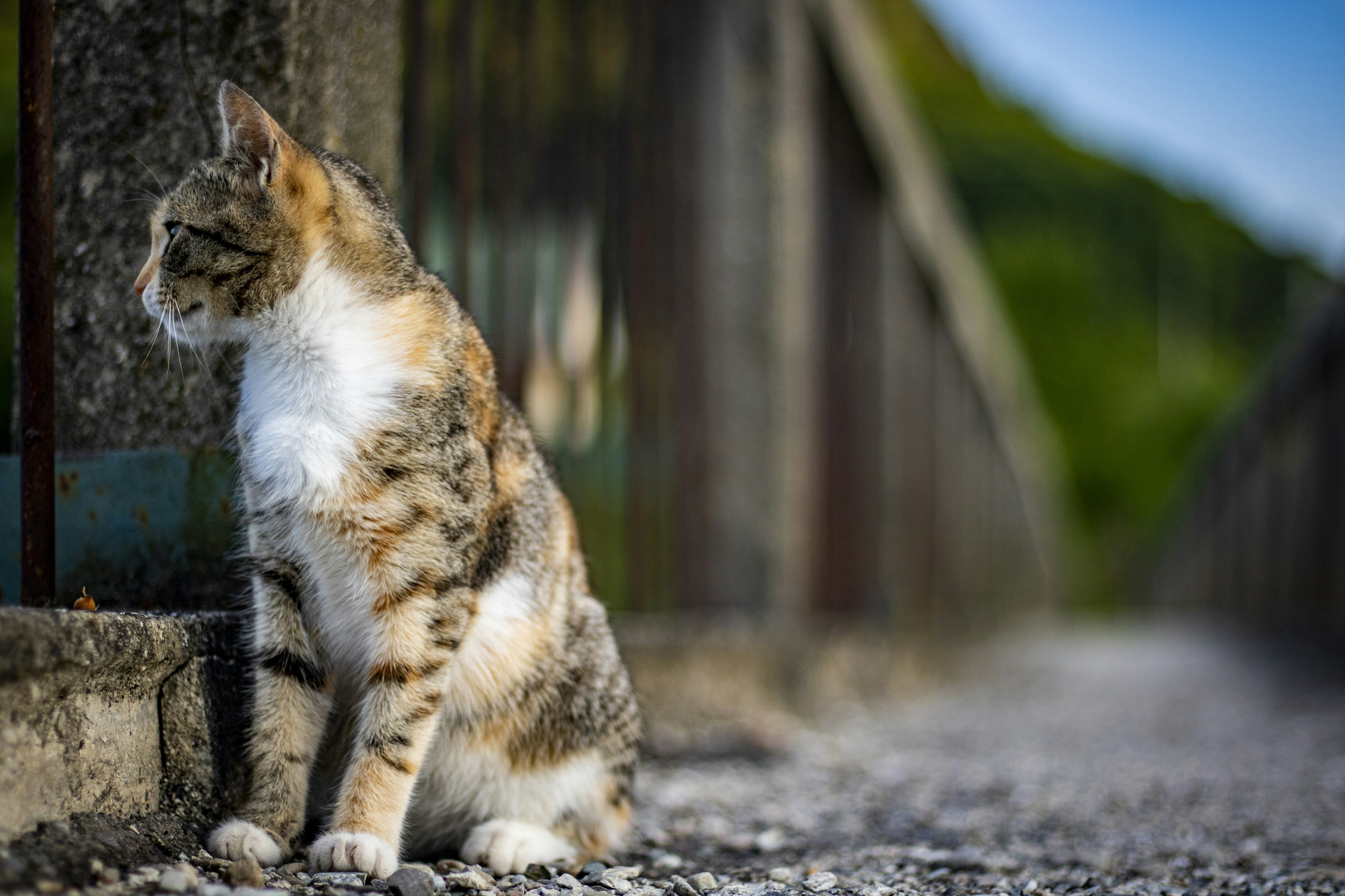 Photo by ovidiugruescu