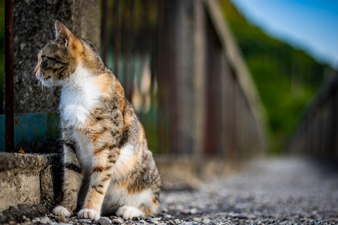 brown and white cat on road during daytime