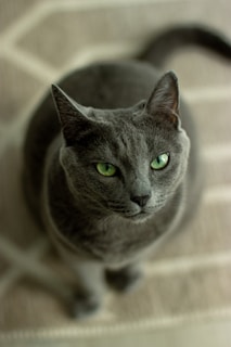 russian blue cat in close up photography