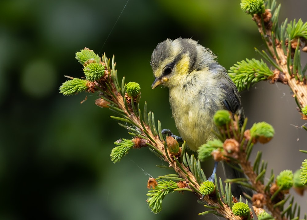 yellow and gray bird on green tree branch
