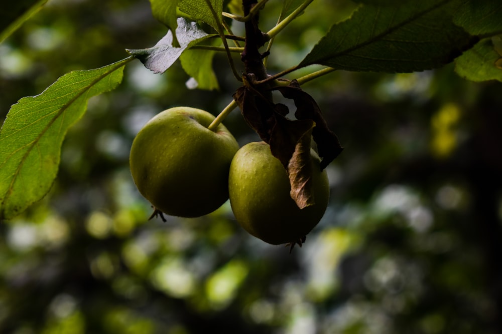 green apple fruit in close up photography