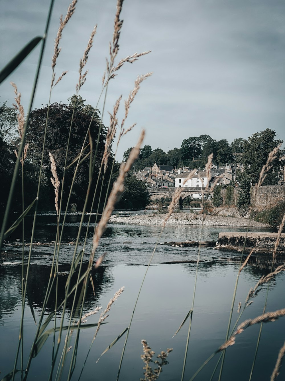 specchio d'acqua vicino agli alberi durante il giorno