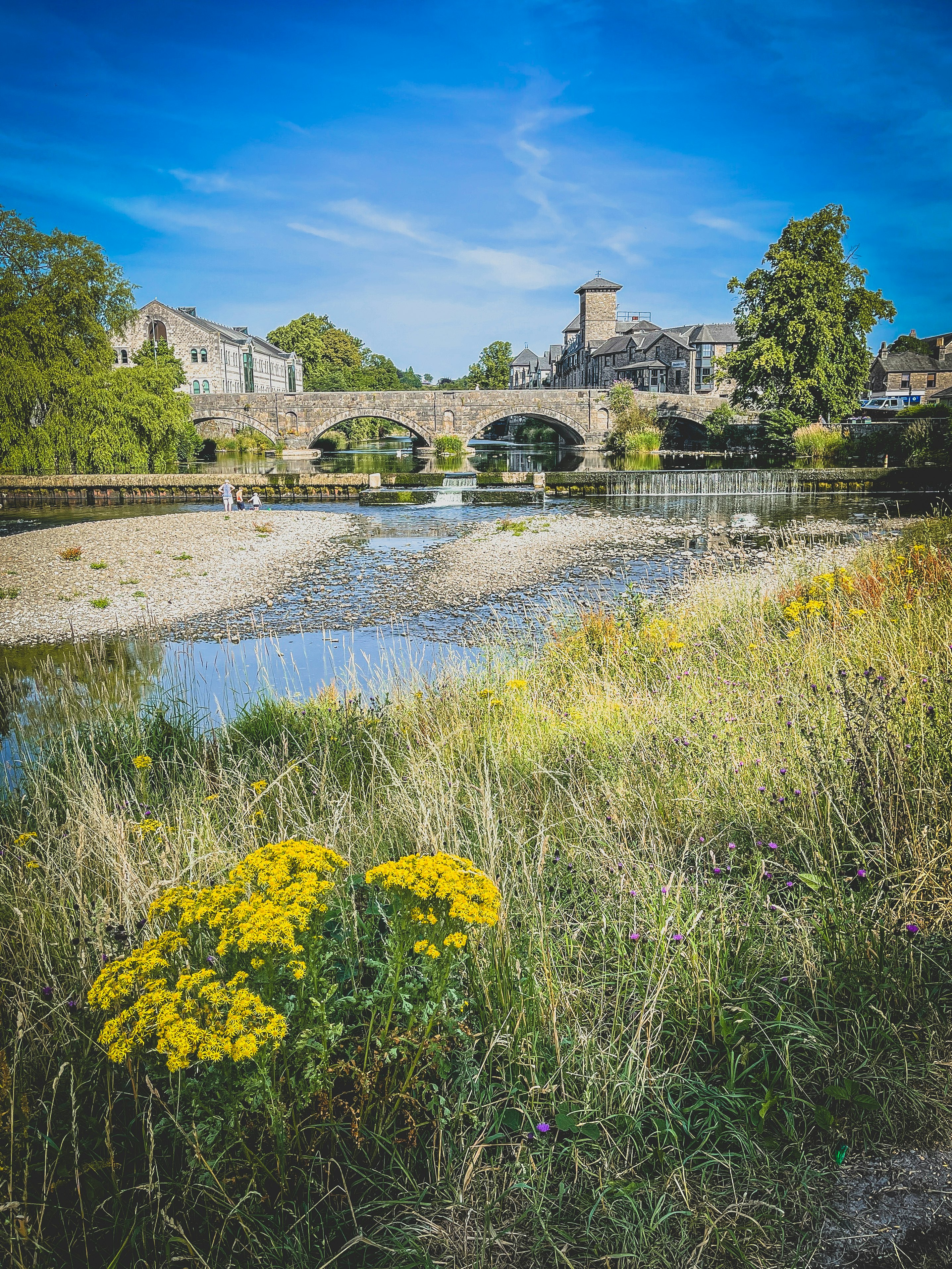 yellow flowers near body of water during daytime