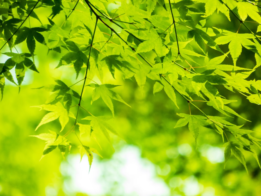 green leaves in tilt shift lens