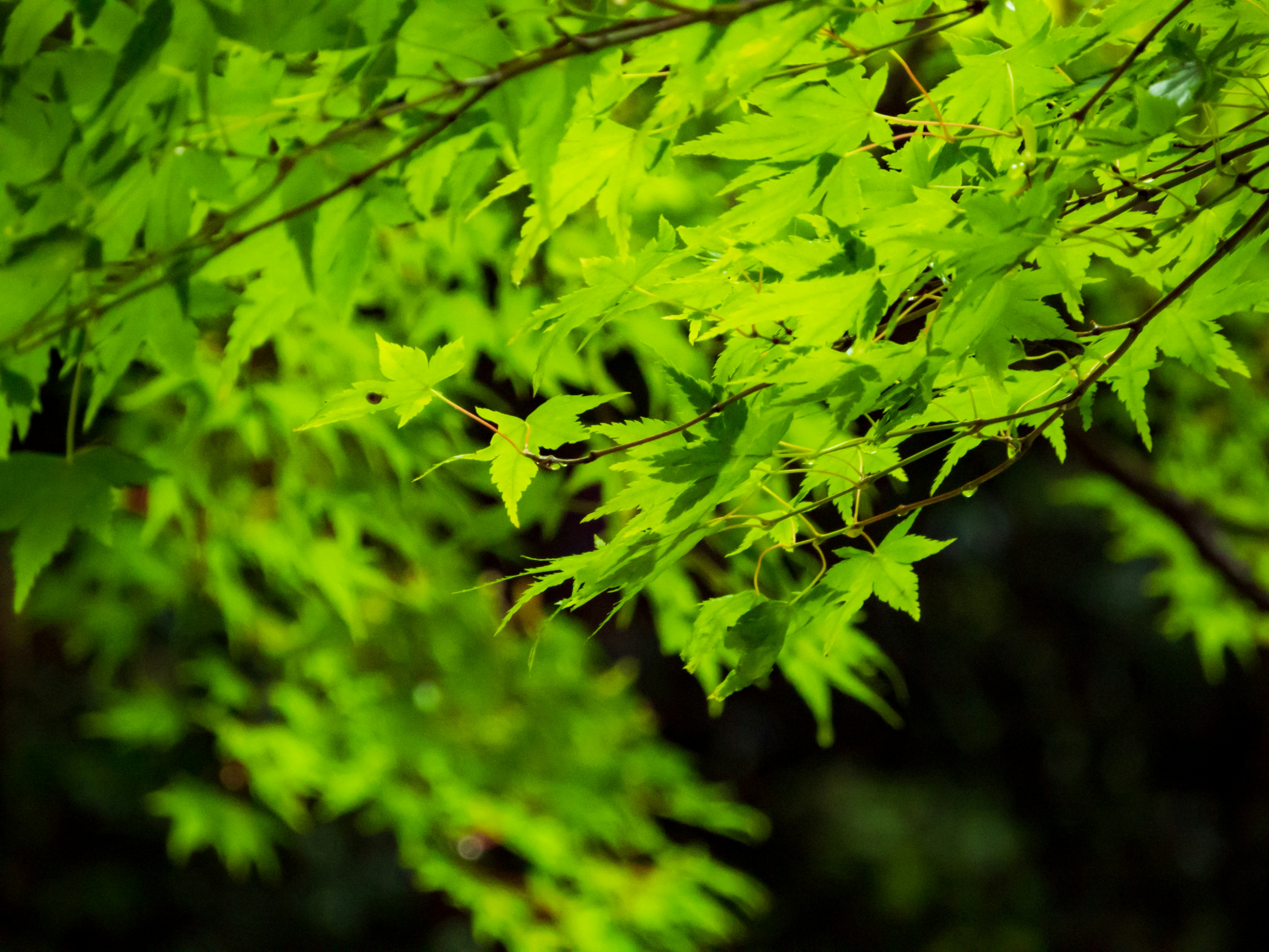 Photo by heppoko_yama