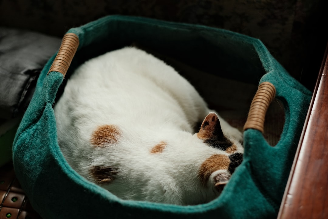 white and brown cat lying on green textile