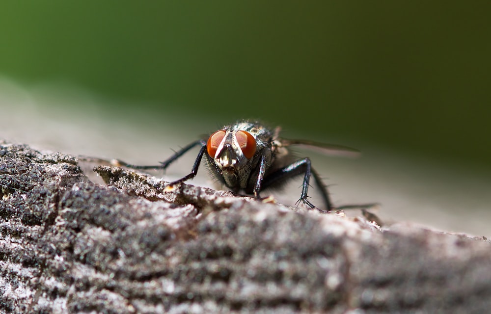 black fly perched on brown wood
