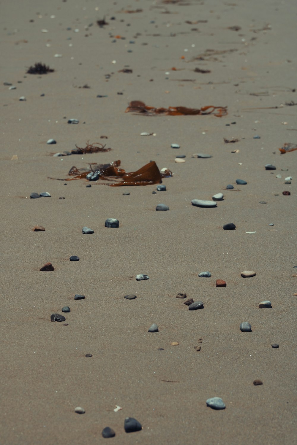 brown leaves on gray sand