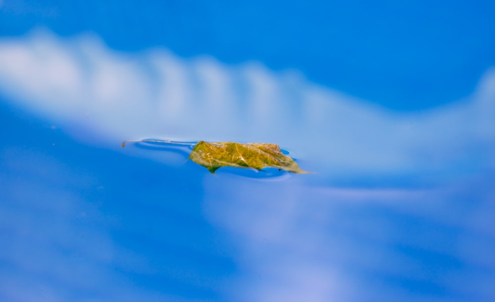 yellow leaf floating on water