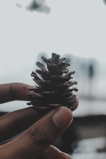 Close-up of a baby's tiny hands holding a little pinecone on a rustic wooden background.