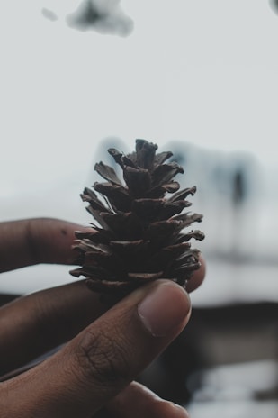 Close-up of a baby's tiny hands holding a little pinecone on a rustic wooden background.